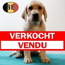 Labrador 030525 M (BE5772)180725 verkocht - vendu.jpg