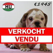Engelse Bulldog 050425 F (HU3225) 300725 verkocht - vendu.jpg