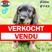 Teckel Ruwhaar Elton 030325 M(HU1285) 190725 verkocht - vendu.jpg