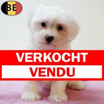 Maltezer 220525 F(BE7031) 250725 verkocht - vendu.jpg