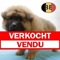 Chow Chow M 050525 (BE3915) 040725 verkocht - vendu.jpg