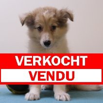 sheltie 240425 M (BE6901) 270625 verkocht - vendu.jpg