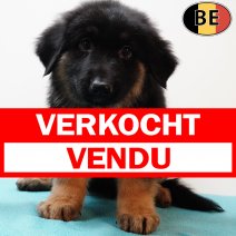 Duitse Herder 070525 M(BE6894) 110725 verkocht - vendu.jpg