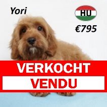 Cavapoo 290125 M(HU1169) 070625 verkocht - vendu.jpg