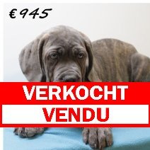 X American XXL Bully M 050325 (HU1288) 250625 verkocht - vendu.jpg