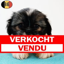 Shih Tzu 110525 M(BE6800) 110725 verkocht - vendu.jpg