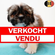 Shih Tzu 050525 M(BE0580) 110725 verkocht - vendu.jpg