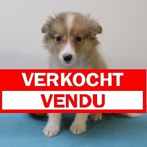 sheltie 240425 M (BE6900) 270625 verkocht - vendu.jpg