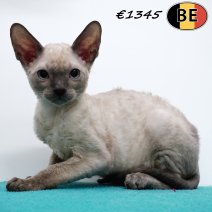 Cornish Rex 200425 M(BE6757) 060725..jpg