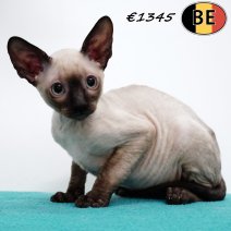 Cornish Rex 200425 M(BE6754) 060725..jpg