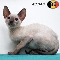 Cornish Rex 200425 M(BE6883) 060725..jpg