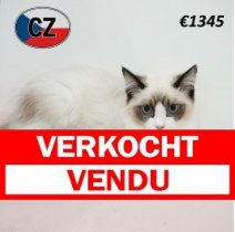 Ragdoll 080325 F (CZ4199) 230725.verkocht.png