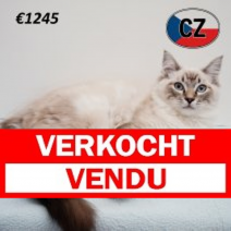 Ragdoll 080325 M (CZ4193) 230725.verkocht.png