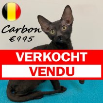 Cornish Rex 100325 M (BE6723) 030625 verkocht - vendu.jpg