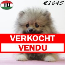 Pomeriaan 060425 F (HU3236) 300725 verkocht - vendu.jpg
