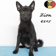 Schipperke Zion 250425 F(BE6899) 030825.jpg