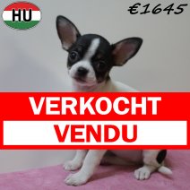 Chihuahua 040425 F (HU3295) 300725 verkocht - vendu.jpg