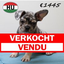 Franse Bulldog 140425 M (HU3273) 300725 verkocht - vendu.jpg