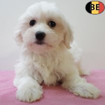 Maltezer 230525 F(BE7022) 030825.jpg