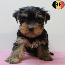 Yorkshire Terrier 060625 F(BE6814) 030825.jpg