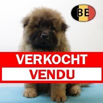 Chow Chow M 050525 (BE5007) 040725 verkocht - vendu.jpg