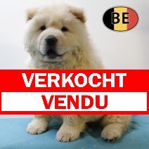 Chow Chow M 050525 (BE5061) 040725 verkocht - vendu.jpg