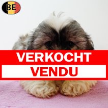 Shih Tzu 110525 F(BE6806) 110725 verkocht - vendu.jpg