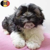 Shih Tzu 290525 F(BE6707) 030825.jpg