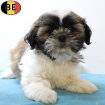 Shih Tzu 290525 M(BE6708) 030825.jpg