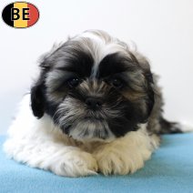 Shih Tzu 290525 M(BE6745) 030825.jpg