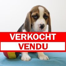 Beagle M 160425 (BE6551) 180625 verkocht  - vendu.jpg