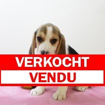Beagle F 160425 (BE6543) 180625 verkocht - vendu.jpg