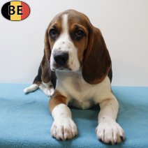 Beagle 180425 M(BE6731) 030825.jpg