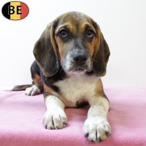 Beagle 180425 F(BE6681) 030825.jpg