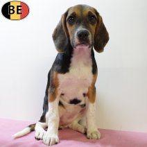 Beagle 180425 F(BE6742) 030825.jpg