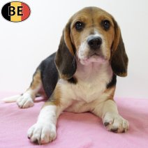 Beagle 180425 F(BE6741) 030825.jpg