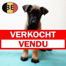 Mechelaar 220525 M (BE6999)230725 verkocht - vendu.jpg