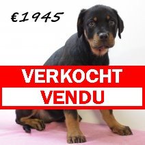 Rottweiler F 280225 (HU1249) 250625 verkocht - vendu.jpg