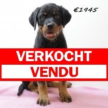 Rottweiler F 280225 (HU1246) 250625 verkocht - vendu.jpg