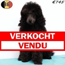 Dwergpoedel 120325 M(BE4330) 060725 verkocht - vendu.jpg