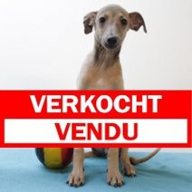 verkocht Italiaanse windhond 6875