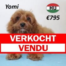 Cavapoo 290125 M(HU1170) 070625 verkocht - vendu.jpg
