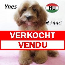 Cavapoo 290125 F(HU1174) 070625 verkocht - vendu.jpg