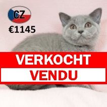 Brits korthaar F 260225 (CZ4189) 170625 verkocht - vendu.jpg