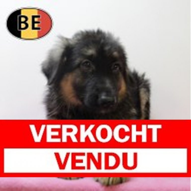 Verkocht Duitse Herder 070525 F (BE2918)160725