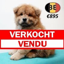 Chow Chow M 010525 (BE4116) 090725 verkocht - vendu.jpg