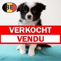 Miniature American Shepherd 130525 M (BE3564)160725 verkocht - vendu.jpg