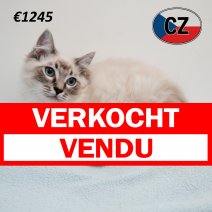 Ragdoll 080325 M (CZ4184) 230725 verkocht - vendu.jpg