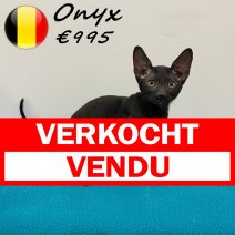 Cornish Rex 100325 M (BE6594) 030625 verkocht - vendu.jpg