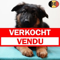 Duitse Herder 070525 M(BE6897) 110725 verkocht - vendu.jpg